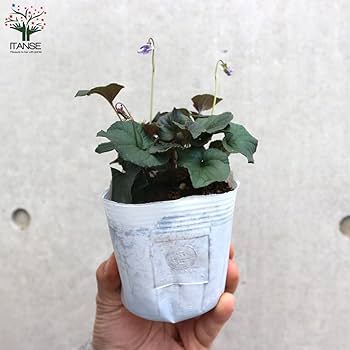 【確認用】ラブラドリカ 楽天市場】花苗 秋 多年草 宿根草 花 黒葉ビオラ ラブラドリカ